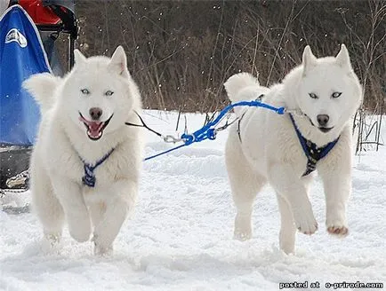 Top 10 lucruri despre husky siberian si nu numai - 20 poze - poze - fotografii lumii naturale