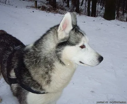 Top 10 lucruri despre husky siberian si nu numai - 20 poze - poze - fotografii lumii naturale