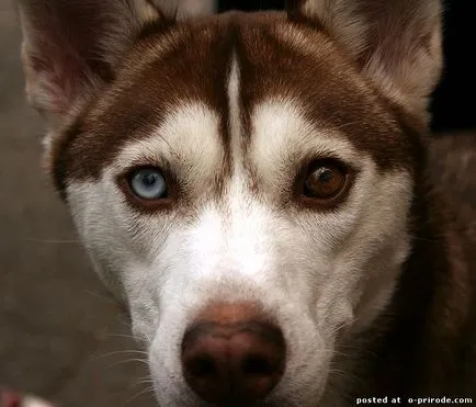 Top 10 lucruri despre husky siberian si nu numai - 20 poze - poze - fotografii lumii naturale