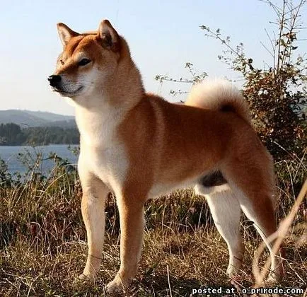 Top 10 lucruri despre husky siberian si nu numai - 20 poze - poze - fotografii lumii naturale