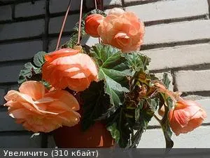Street begónia (3) - virágzó kunyhó