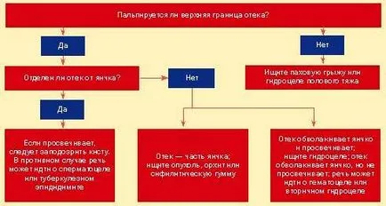 Abordarea de extindere testiculară un medic generalist, # 01