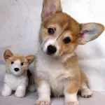 Уелски Corgi, описание на природата, грижата, поддръжката и болестта