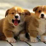 Уелски Corgi, описание на природата, грижата, поддръжката и болестта