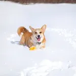 Welsh corgi, egy leírást a természet, gondoskodás, és betegség