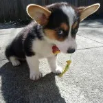 Welsh corgi, egy leírást a természet, gondoskodás, és betegség