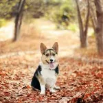 Welsh corgi, egy leírást a természet, gondoskodás, és betegség