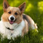 Уелски Corgi, описание на природата, грижата, поддръжката и болестта