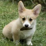 Welsh corgi, egy leírást a természet, gondoskodás, és betegség