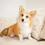 Welsh corgi, egy leírást a természet, gondoskodás, és betegség