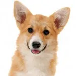 Welsh corgi, egy leírást a természet, gondoskodás, és betegség