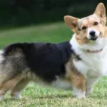 Уелски Corgi, описание на природата, грижата, поддръжката и болестта