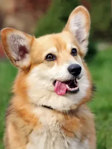 Welsh corgi, egy leírást a természet, gondoskodás, és betegség