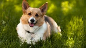 Уелски Corgi, описание на природата, грижата, поддръжката и болестта