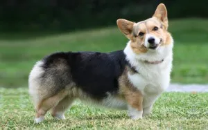 Welsh corgi, egy leírást a természet, gondoskodás, és betegség