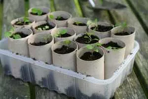 Verbena семена, как да се грижите правилно за върбинка видове градински растения