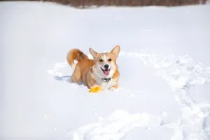 Welsh corgi, egy leírást a természet, gondoskodás, és betegség