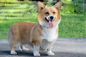 Welsh corgi - a fajta van szó, a történelem, a fajta, a kezelés, a táplálkozás, a welsh corgi kölykök