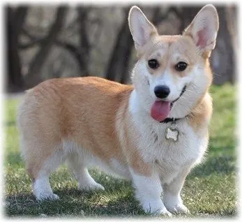 Уелски Corgi - порода овчарка снимката на