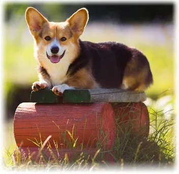 Welsh corgi - a fajta juhász fotó