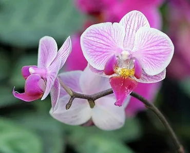Gondozóotthoni orchidea, kedvenc virágai