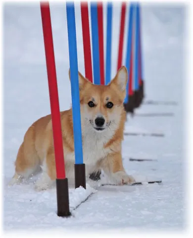 Уелски Corgi - порода овчарка снимката на