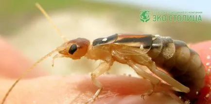 Fülbemászó fotó, megsemmisítés módszerek earwigs