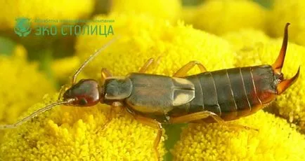 fotografie earwig, metode de distrugere urechelnițe