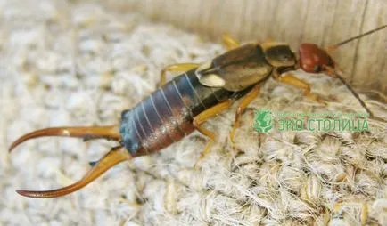 fotografie earwig, metode de distrugere urechelnițe