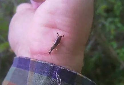 fotografie earwig, metode de distrugere urechelnițe