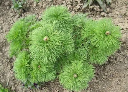 Angustifolia bazsarózsa tenyésztési és gondozás (fotó)