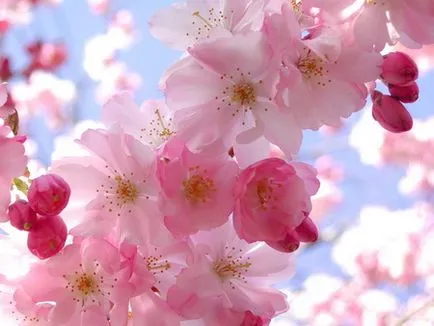 Cseresznye lekvár - Jam receptek Sakura -, hogyan kell főzni, női magazin minden korosztály számára