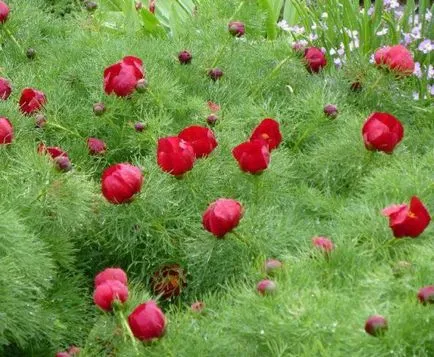 reproducție angustifolia bujor și îngrijire (foto)