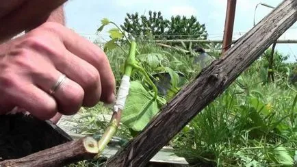 Vineyard kezdőknek alakítására bokrok, metszés és harisnyakötő