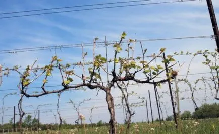 Vineyard kezdőknek alakítására bokrok, metszés és harisnyakötő