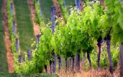 Vineyard kezdőknek alakítására bokrok, metszés és harisnyakötő