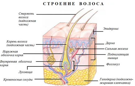 загуба volosnarkozis