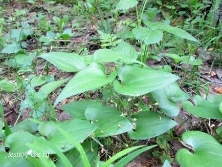 Primăvară iarbă verde