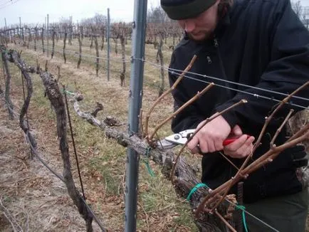 Vineyard kezdőknek alakítására bokrok, metszés és harisnyakötő