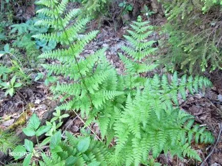 Primăvară iarbă verde