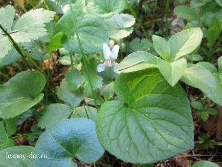 Primăvară iarbă verde