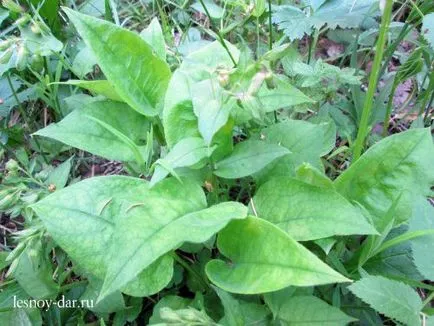 Primăvară iarbă verde