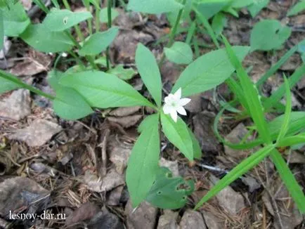 Primăvară iarbă verde