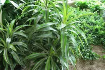 Dracaena грижи в дома, като разсад почва за Dracaena от храната,