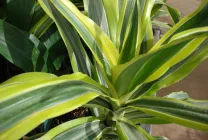 Dracaena грижи в дома, като разсад почва за Dracaena от храната,