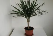 Dracaena грижи в дома, като разсад почва за Dracaena от храната,