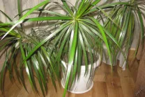 Dracaena грижи в дома, като разсад почва за Dracaena от храната,