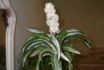 Dracaena грижи в дома, като разсад почва за Dracaena от храната,