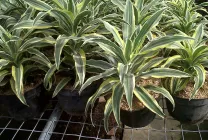 Dracaena грижи в дома, като разсад почва за Dracaena от храната,