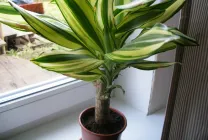 ingrijire Dracaena in casa, ca un sol răsad pentru Dracaena decât hrana pentru animale,